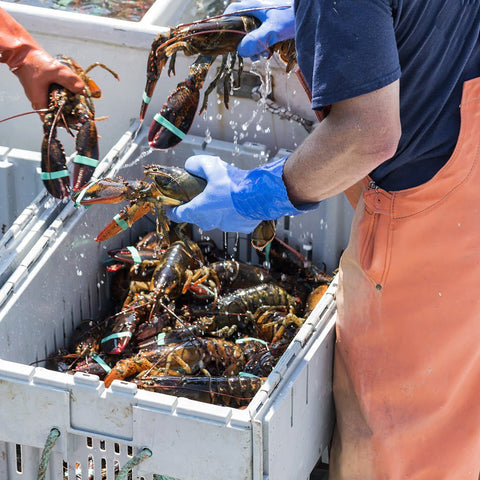 2 lb Live Maine Lobster - Maine Lobster Now