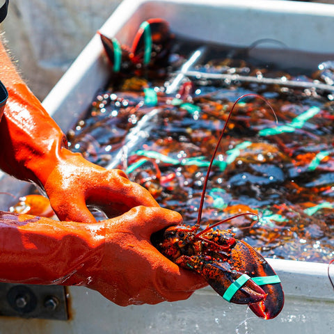 2.5 lb Live Maine Lobster - Maine Lobster Now