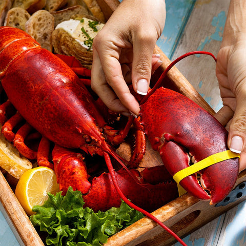 2.5 lb Live Maine Lobster - Maine Lobster Now