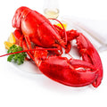 4 lb - 6 lb North Atlantic Live Lobster - Maine Lobster Now