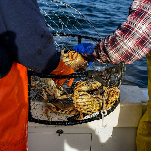 Alaskan Dungeness Crab Clusters - 3 lbs - Maine Lobster Now