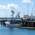 Alaskan Dungeness Crab Clusters - 3 lbs - Maine Lobster Now