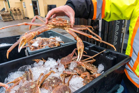 Alaskan Snow Crab - Maine Lobster Now