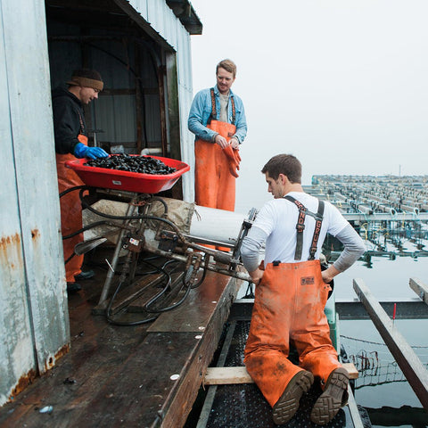 Bangs Island Maine Mussels - 2 lbs. - Maine Lobster Now