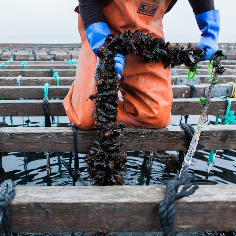 Bangs Island Maine Mussels - 2 lbs. - Maine Lobster Now