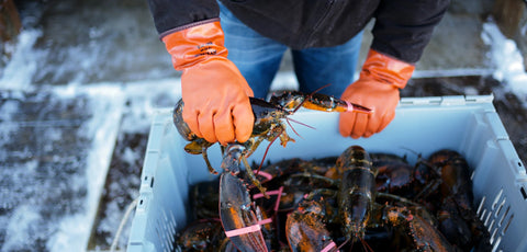 Buy Maine seafood online.