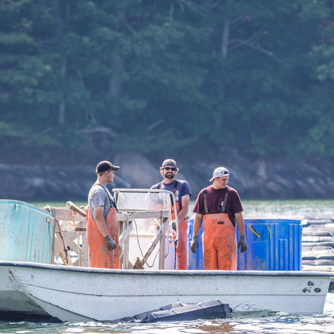 Damariscotta Oysters - 12 Count - Maine Lobster Now