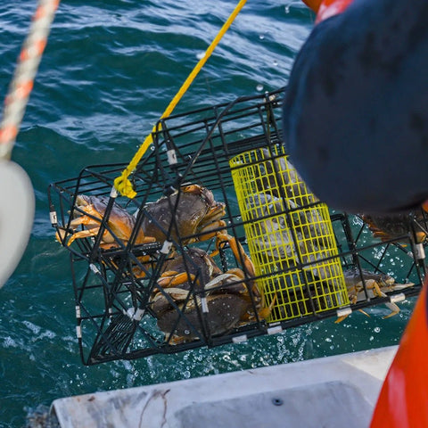 Dungeness Crab Meat - 1 lb. - Maine Lobster Now