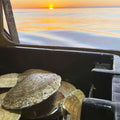 Giant Sea Scallops - U-8 - 1 lb (Diver Scallops) - Maine Lobster Now