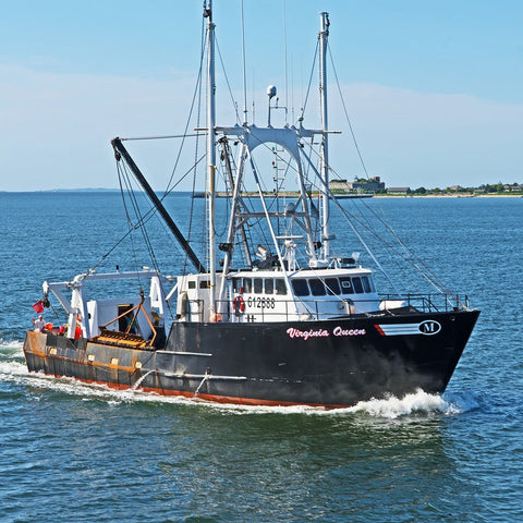 Giant Sea Scallops - U-8 - 1 lb (Diver Scallops) - Maine Lobster Now