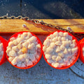 Giant Sea Scallops - U-8 - 1 lb (Diver Scallops) - Maine Lobster Now