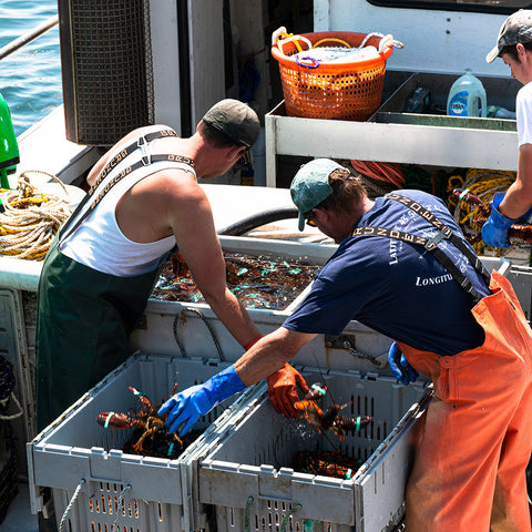 1 lb Live Maine Lobster - Maine Lobster Now