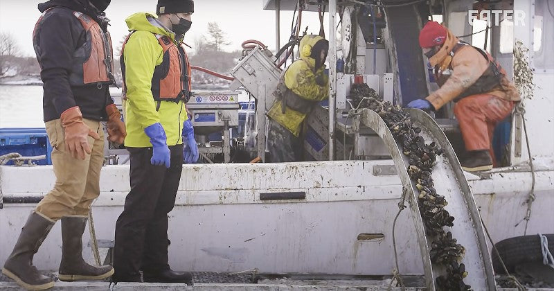 Harvesting Bangs Island Mussels