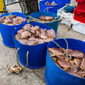 Jonah Crab Cakes - 2 x 3 oz - Maine Lobster Now