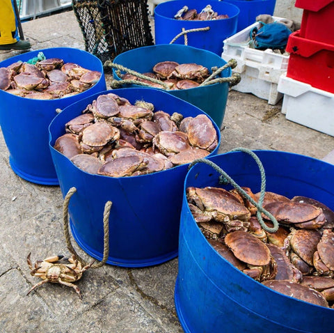 Jonah Crab Cakes - 2 x 3 oz - Maine Lobster Now