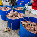 Jonah Crab Claws - 2 lbs - Maine Lobster Now