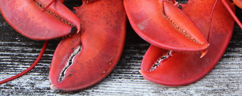 Jumbo lobster claws for sale.