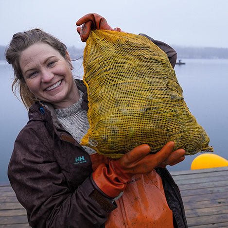 Lanes Island Oysters - 6 Count - Maine Lobster Now