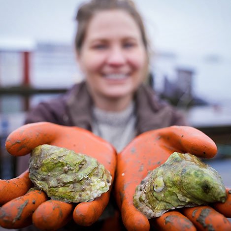 Lanes Island Oysters - 6 Count - Maine Lobster Now