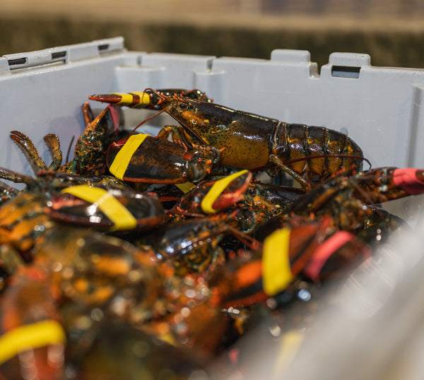 Live Lobster in Crate