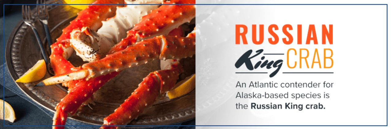 Russian King Crab: An Atlantic Contender for Alaska-based species is the Russian King Crab.