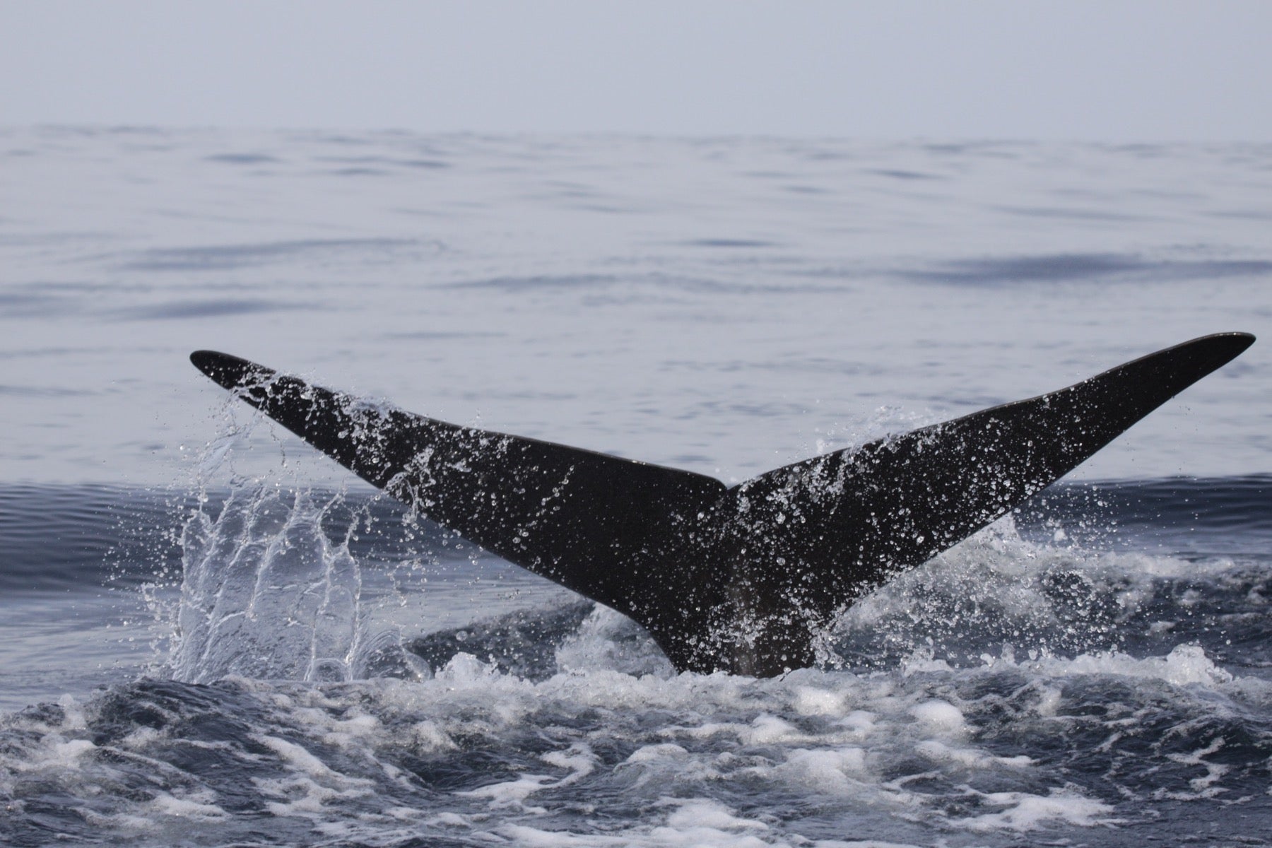 Whale tail above the water