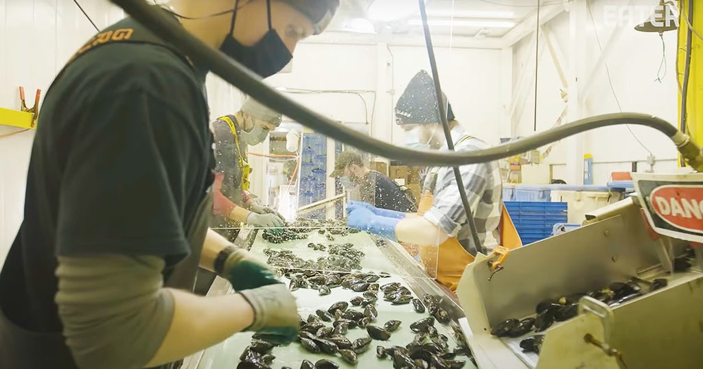 Worker sorting through Maine Mussels