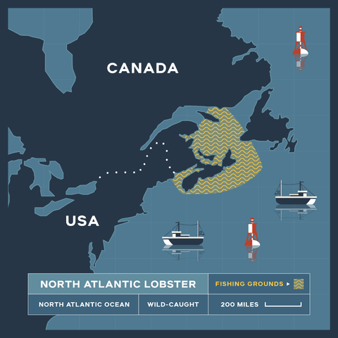 28-32 oz. North Atlantic Lobster Tail - Maine Lobster Now