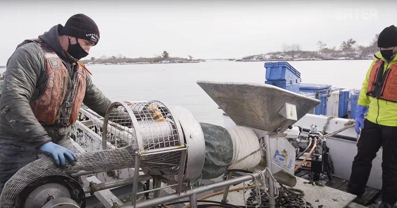 Harvesting Bangs Island Maine Mussels